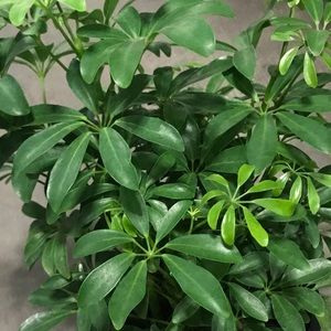 Meet your Posher, Elena